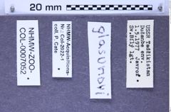 Etiketten zu Cardiophorus glasunovi (Gurjeva, 1966) (NHMW-ZOO-COL-0007052)